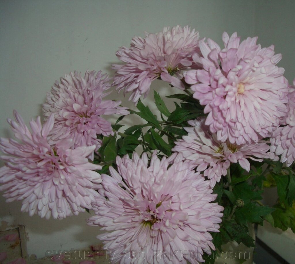 Хризантема Людмила від компанії Квітучій сад у Великих Сорочинцях - фото 1