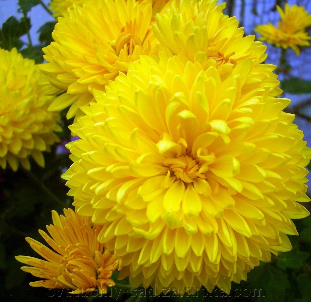 Хризантема Опал від компанії Квітучій сад у Великих Сорочинцях - фото 1