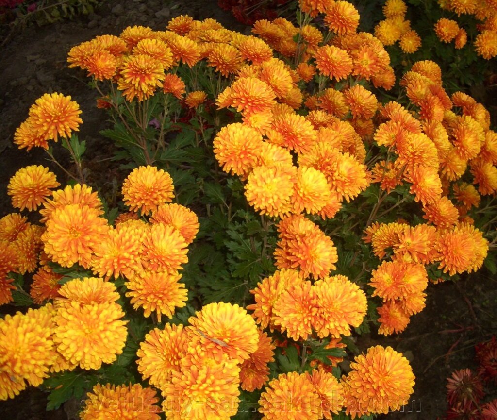 Хризантема Осінній Романс від компанії Квітучій сад у Великих Сорочинцях - фото 1