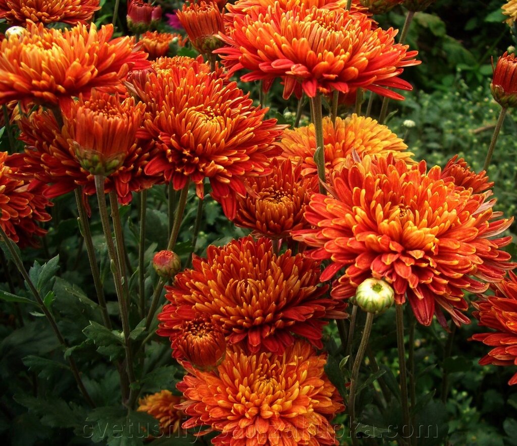 Хризантема Шапка Маномаха від компанії Квітучій сад у Великих Сорочинцях - фото 1