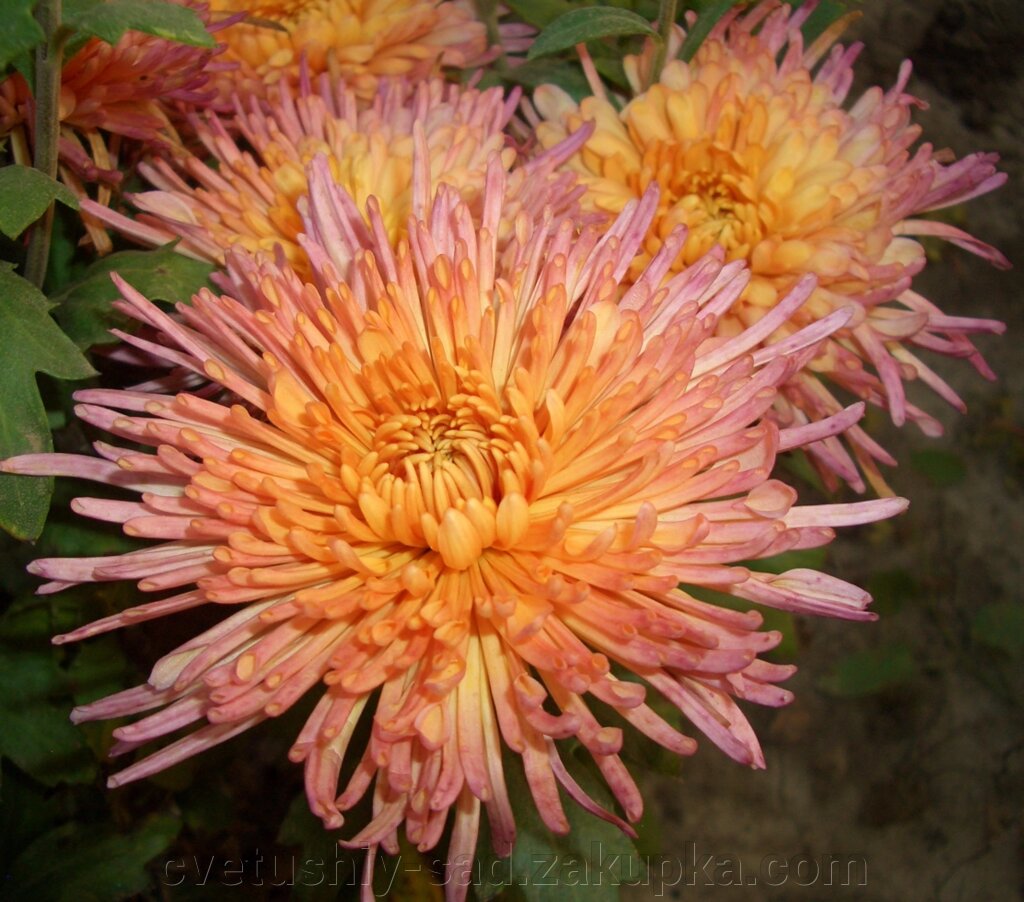 Хризантема Загадка Осені від компанії Квітучій сад у Великих Сорочинцях - фото 1