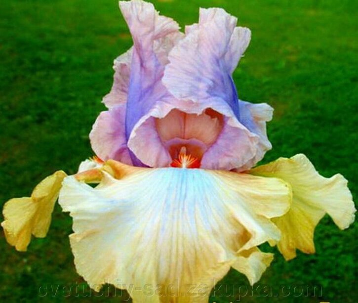 Ірис Афте зе Даун 1 шт від компанії Квітучій сад у Великих Сорочинцях - фото 1