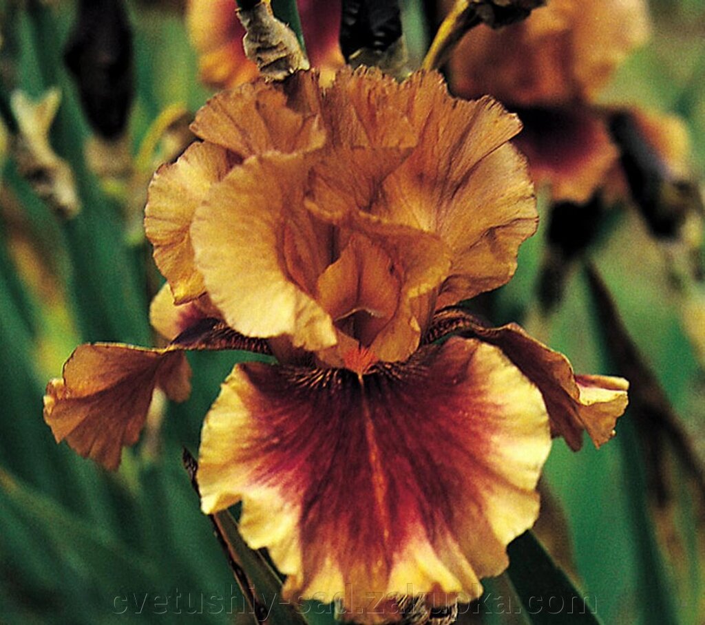 Ірис Аполлодорус 1 шт від компанії Квітучій сад у Великих Сорочинцях - фото 1
