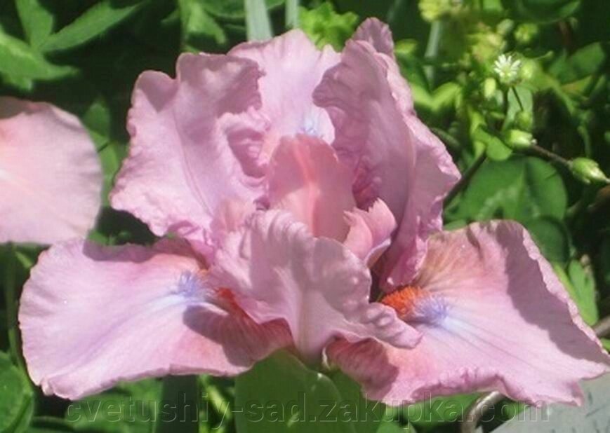 Ирис Дримерино 2 п 3 ряд 2 п. від компанії Квітучій сад у Великих Сорочинцях - фото 1