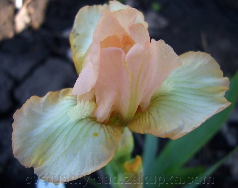 Ірис гел Пікс 1 шт від компанії Квітучій сад у Великих Сорочинцях - фото 1