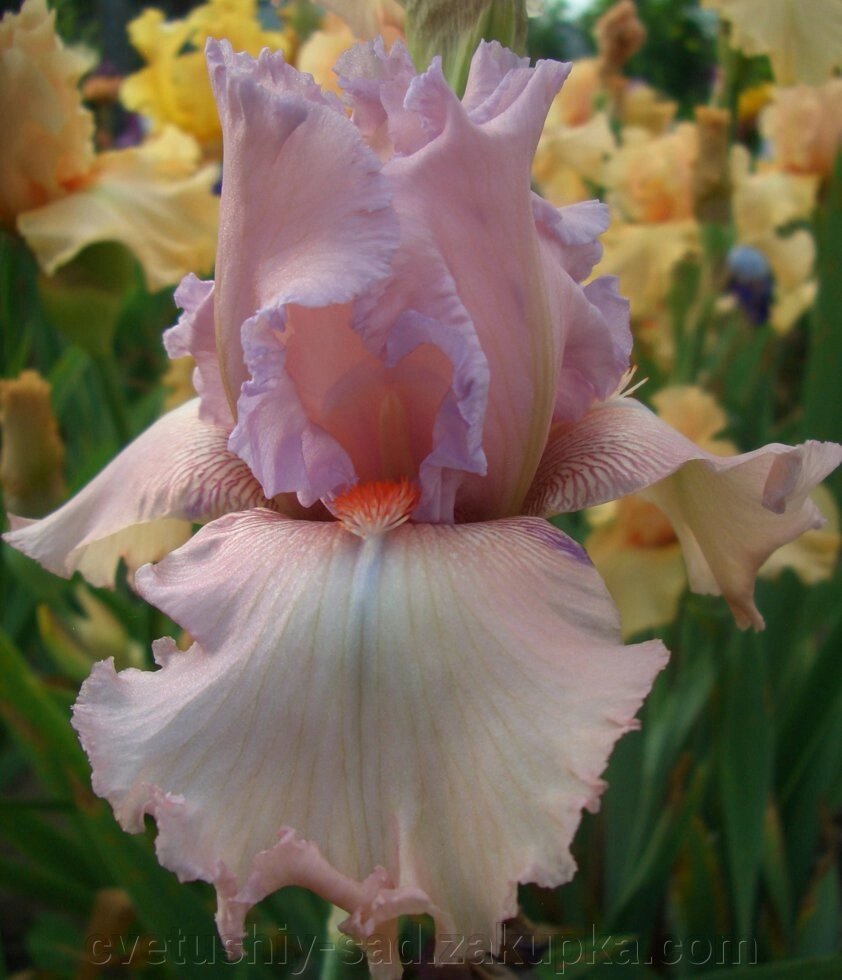 Ірис Олімпік Пінк (5 поле 32 ряд) від компанії Квітучій сад у Великих Сорочинцях - фото 1