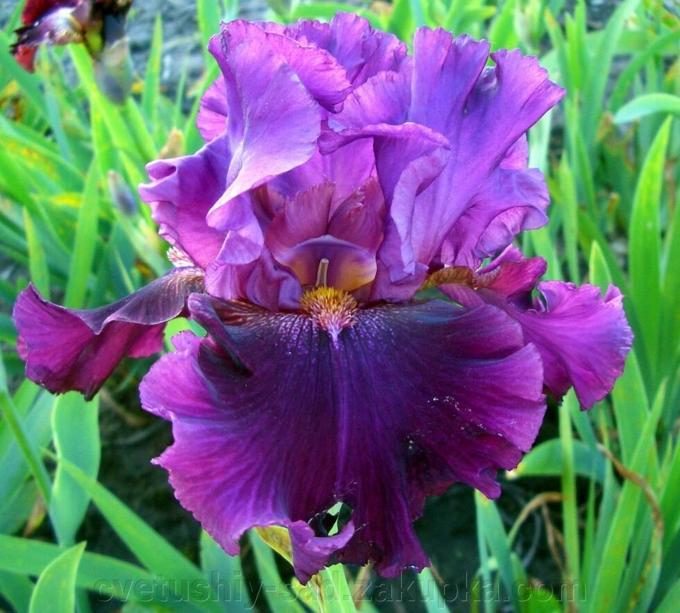 Ірис Пурпурове Намисто 1 шт від компанії Квітучій сад у Великих Сорочинцях - фото 1