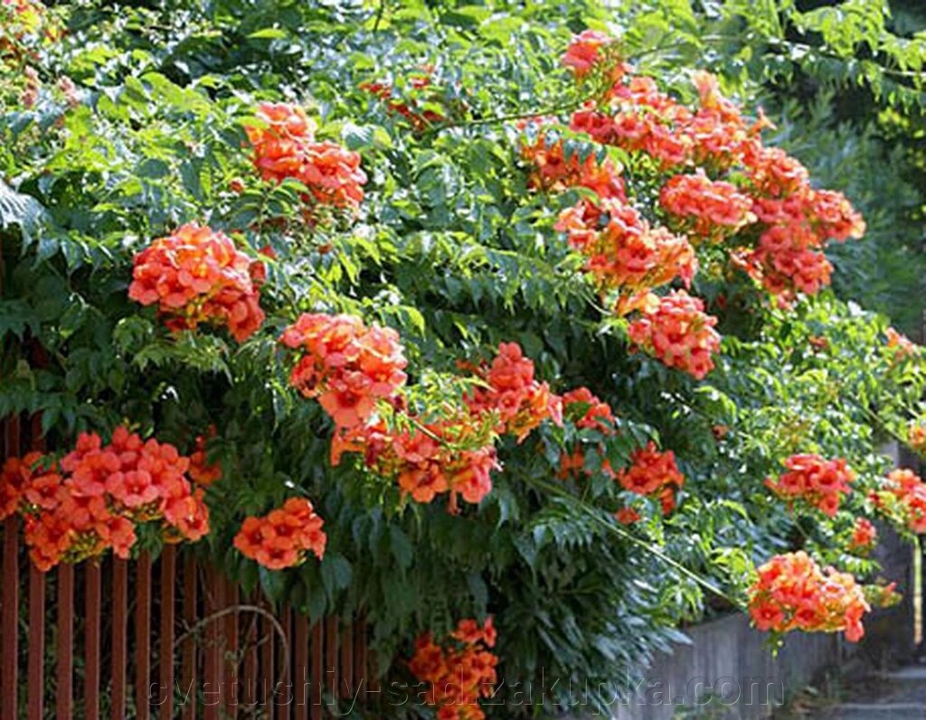 Кампсис помаранчевий (в горщику 2 років.) від компанії Квітучій сад у Великих Сорочинцях - фото 1