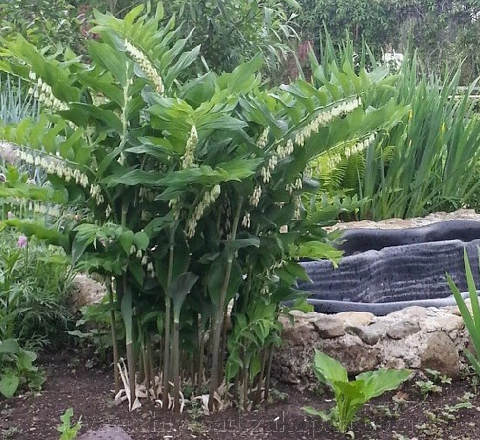 Купена, коріння для настойки 1 кг від компанії Квітучій сад у Великих Сорочинцях - фото 1