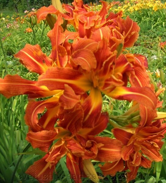 Лилейник Епрікот Б'юті 1 шт від компанії Квітучій сад у Великих Сорочинцях - фото 1