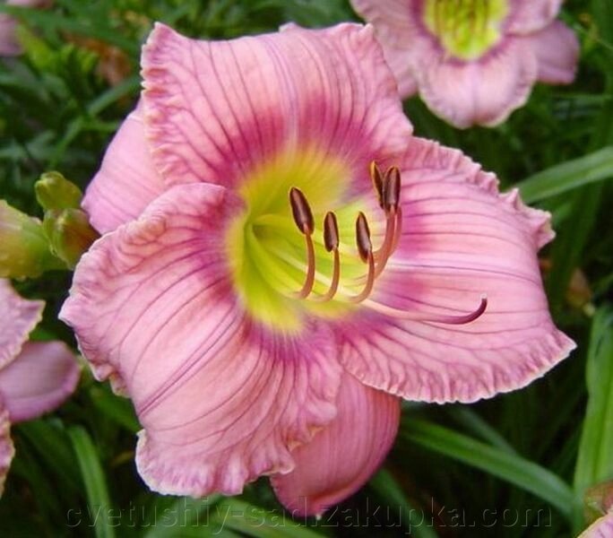 Лилейник Фен Клаб 1 шт від компанії Квітучій сад у Великих Сорочинцях - фото 1