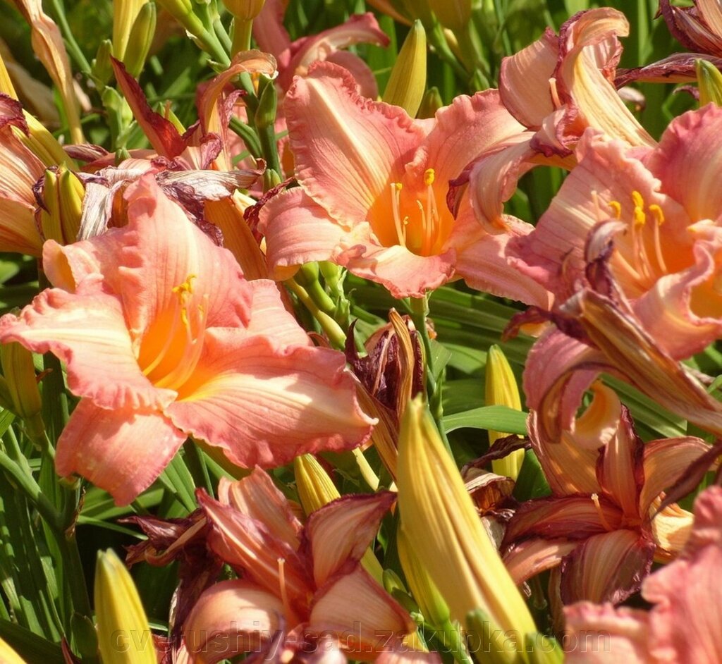 Лилейник рапсодія ін Пінк (5 поле16 ряд) 1 шт від компанії Квітучій сад у Великих Сорочинцях - фото 1