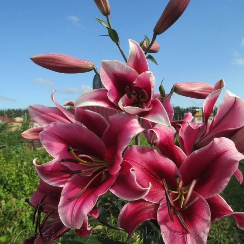 Лілія Далиан (ОТ -Гібрід) від компанії Квітучій сад у Великих Сорочинцях - фото 1