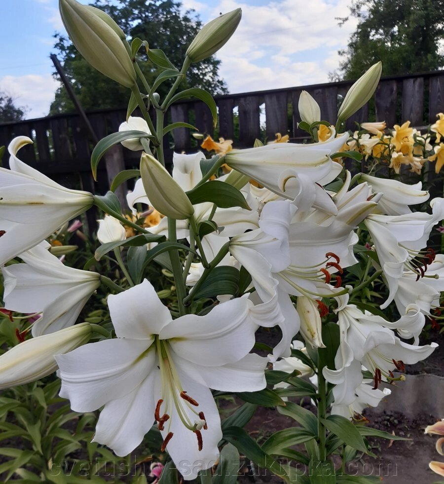 Лілія Форевер (ОТ - Гібрид) * від компанії Квітучій сад у Великих Сорочинцях - фото 1