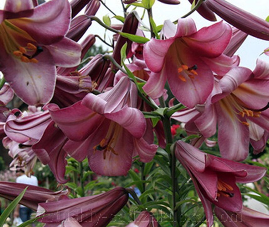 Лілія Пінк Перфекшн (трубчаста) від компанії Квітучій сад у Великих Сорочинцях - фото 1