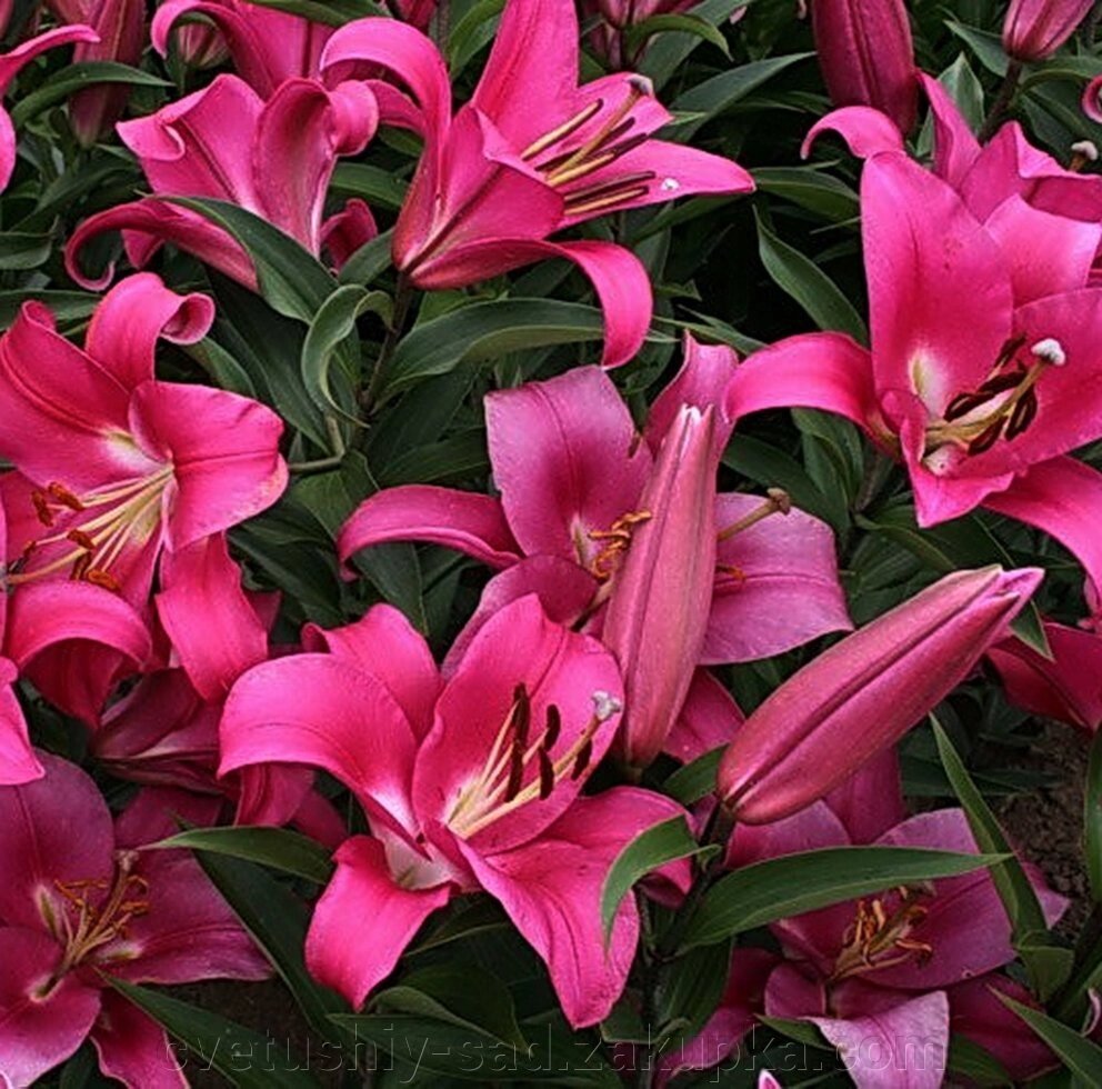Лілія Робіна (ОТ -Гібрід) від компанії Квітучій сад у Великих Сорочинцях - фото 1
