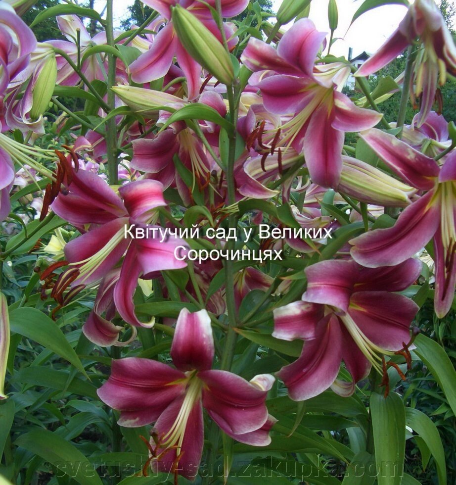 Лілія Сенсі (ОТ- Гібрид) від компанії Квітучій сад у Великих Сорочинцях - фото 1