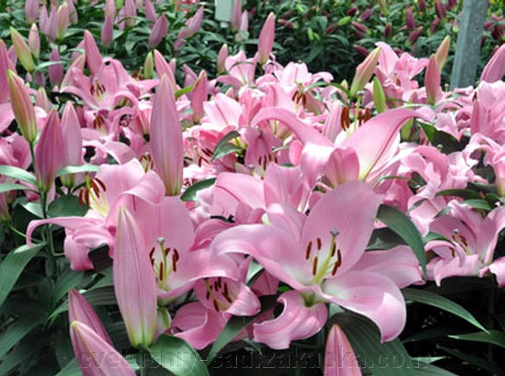 Лілія Табледанс (ОТ- Гібрид ) від компанії Квітучій сад у Великих Сорочинцях - фото 1