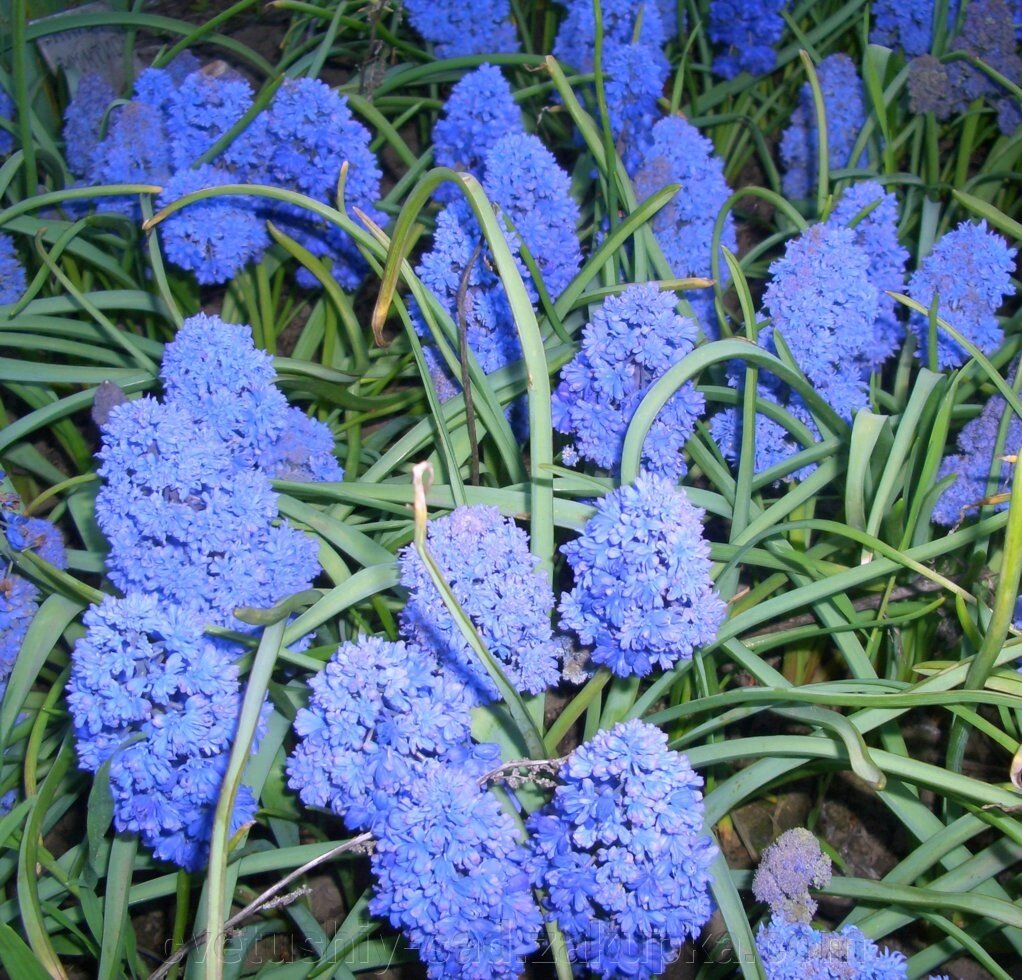 Мускари Блу Спайк 50 шт від компанії Квітучій сад у Великих Сорочинцях - фото 1