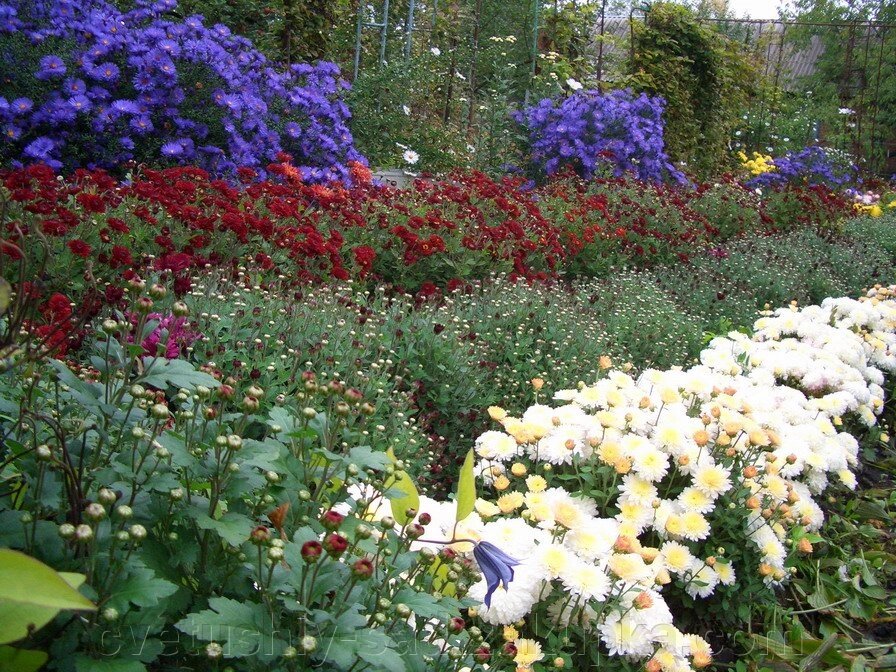 Набір хризантем з 5 сортів різного кольору по одному, зараз від компанії Квітучій сад у Великих Сорочинцях - фото 1