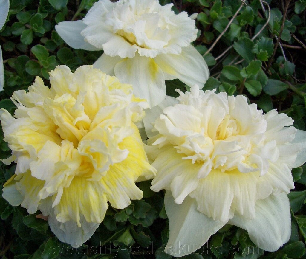 Нарцис Айс Кінг* 1 шт від компанії Квітучій сад у Великих Сорочинцях - фото 1