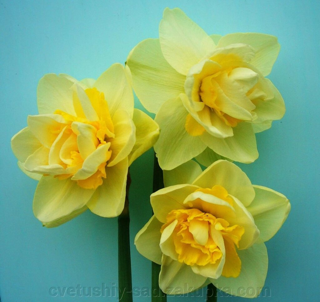 Нарцис Дабл Фешн 1 шт від компанії Квітучій сад у Великих Сорочинцях - фото 1