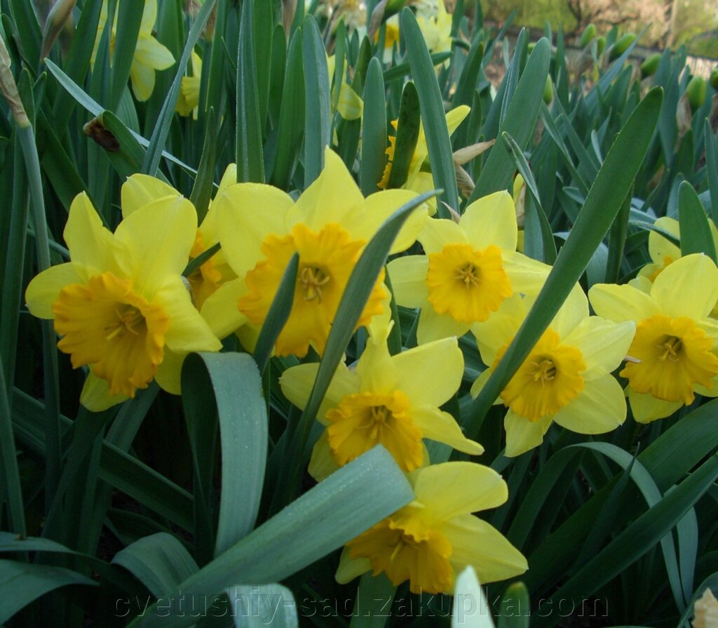 Нарцис  Карлтон*1шт від компанії Квітучій сад у Великих Сорочинцях - фото 1