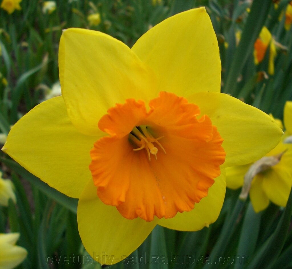 Нарцис  Колор Магик* від компанії Квітучій сад у Великих Сорочинцях - фото 1