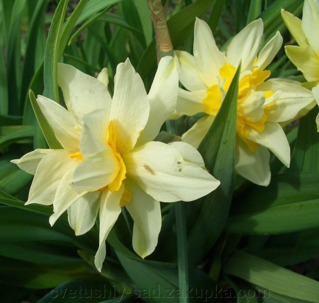 Нарцис Махровий* не великі цибулини 3 шт від компанії Квітучій сад у Великих Сорочинцях - фото 1