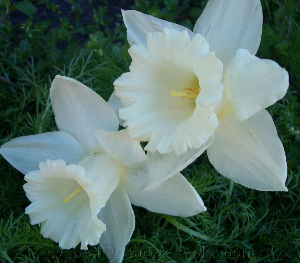 Нарцис Маунт Худ*1шт від компанії Квітучій сад у Великих Сорочинцях - фото 1