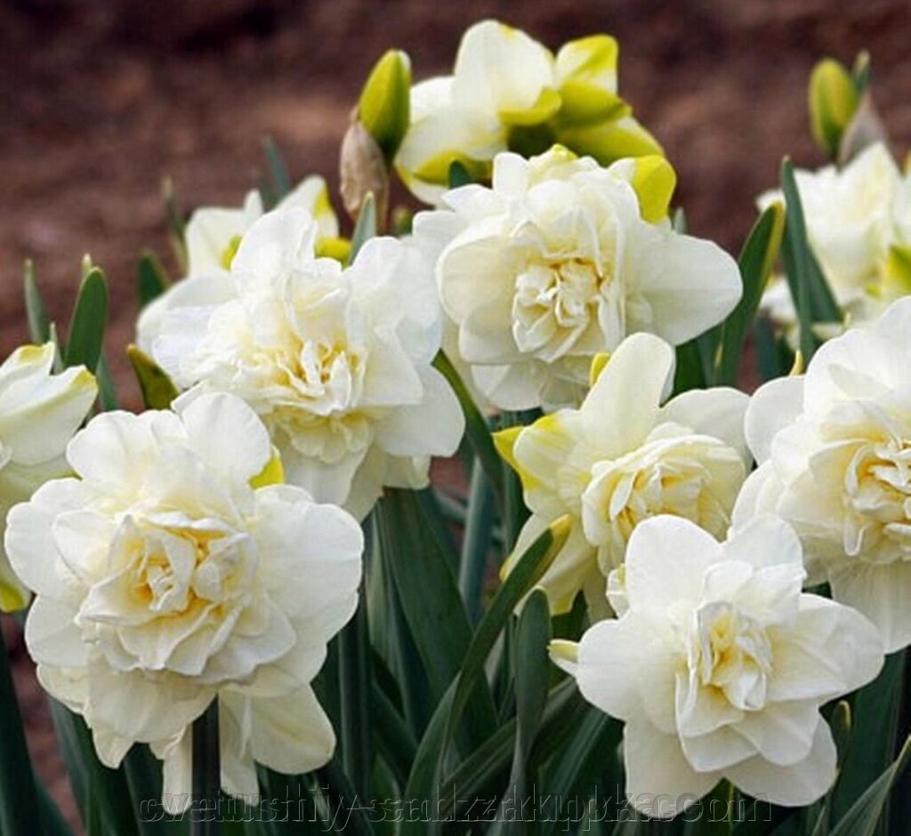 Нарцис Обдам* від компанії Квітучій сад у Великих Сорочинцях - фото 1