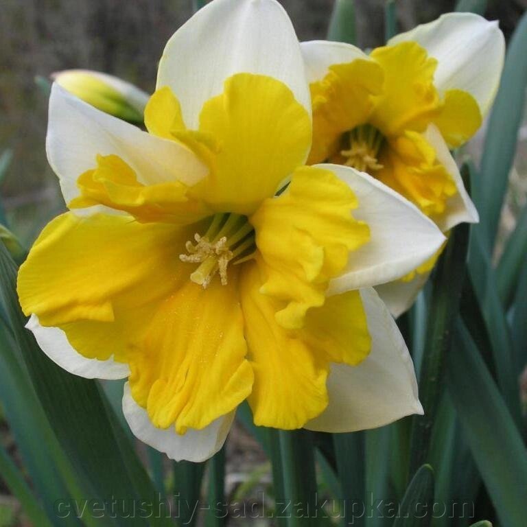 Нарцис Оранжері* від компанії Квітучій сад у Великих Сорочинцях - фото 1