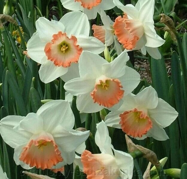 Нарцис Пінк Шарм 1 шт* від компанії Квітучій сад у Великих Сорочинцях - фото 1