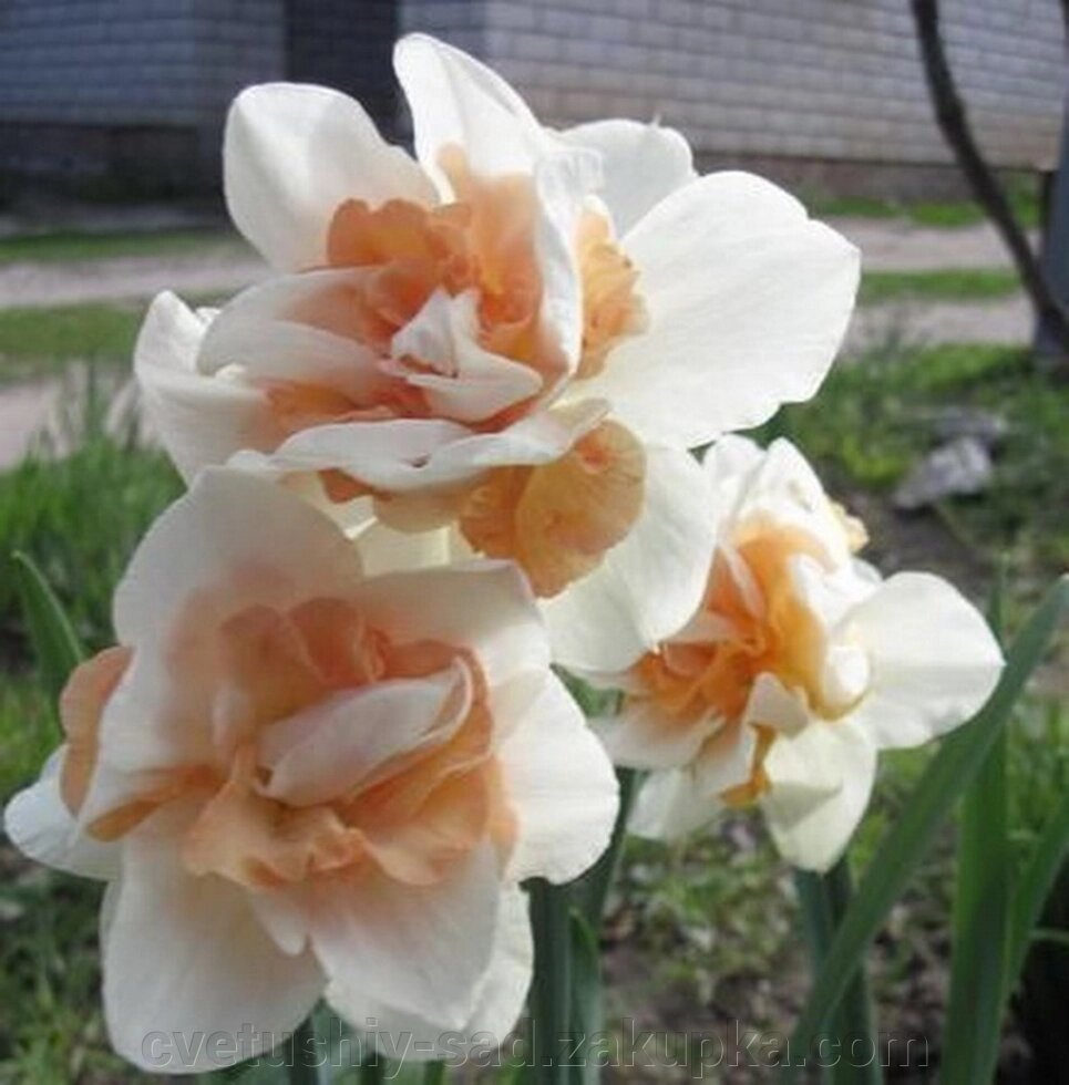 Нарцис Ріплет* від компанії Квітучій сад у Великих Сорочинцях - фото 1