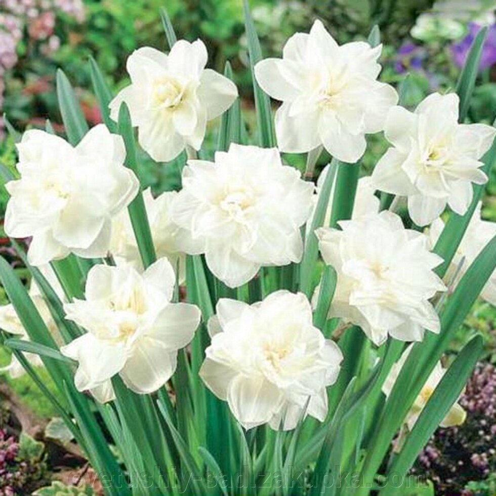Нарцисс Вайт Медаль* від компанії Квітучій сад у Великих Сорочинцях - фото 1