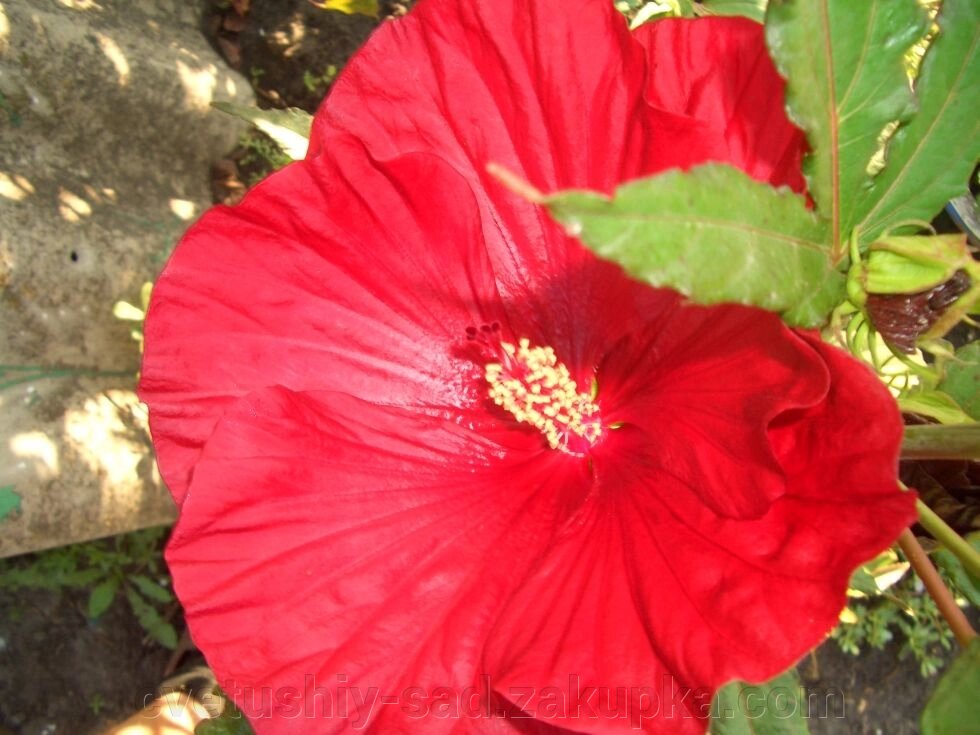 Насіння  червоних гібіскусів 50шт від компанії Квітучій сад у Великих Сорочинцях - фото 1