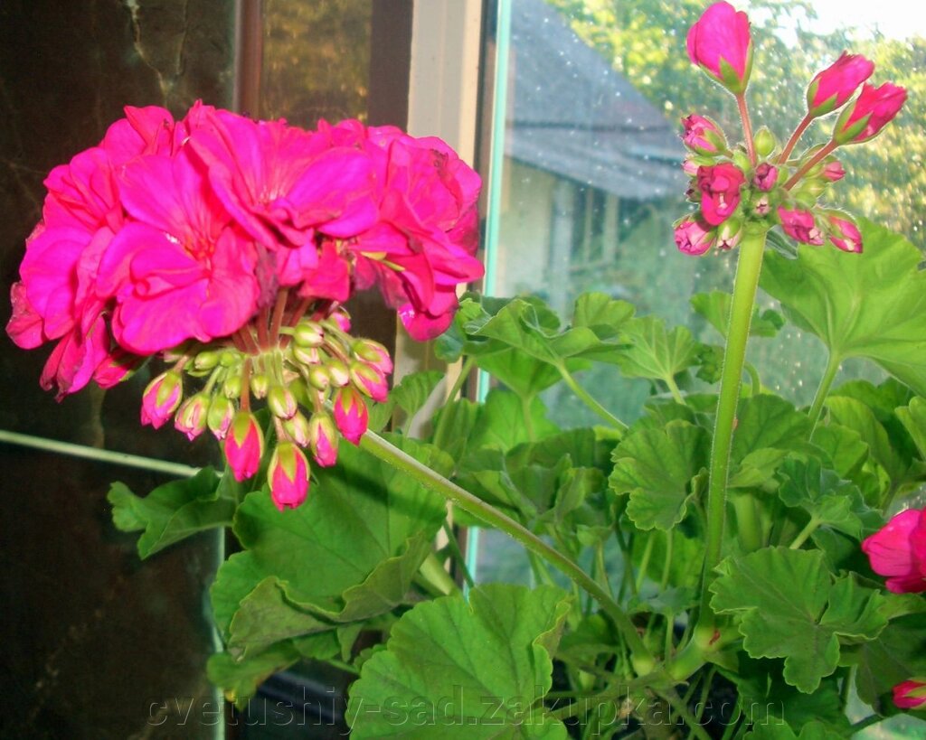 Пеларгонія №5 малинова (вкорінений черенок в горщику) від компанії Квітучій сад у Великих Сорочинцях - фото 1