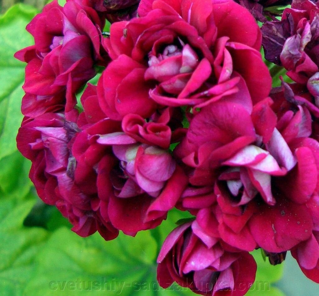 Пеларгонія №7  Scarlet and White (укоріненій черенок в горщику) від компанії Квітучій сад у Великих Сорочинцях - фото 1