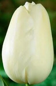 Тюльпан Парад Вайт - лимонно білий