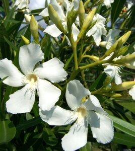 Олеандр білий дворічна рослина