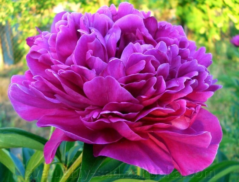 Пион Канзас 1 шт (міцний,  чудовий сорт) від компанії Квітучій сад у Великих Сорочинцях - фото 1