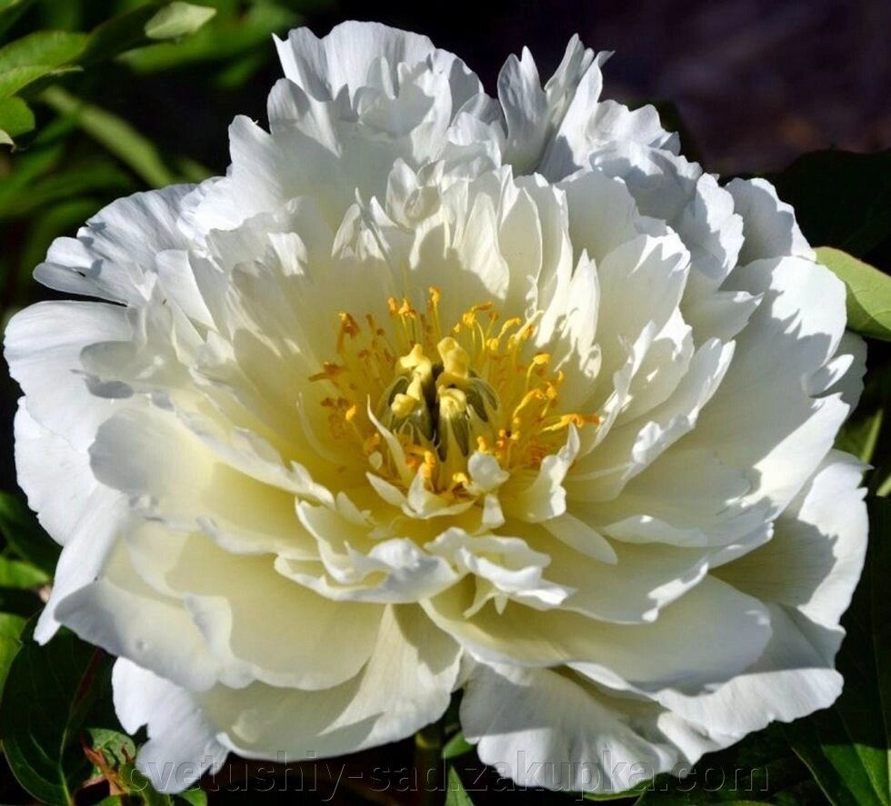 Півонія Уайт Емперор (ито гібрид) від компанії Квітучій сад у Великих Сорочинцях - фото 1