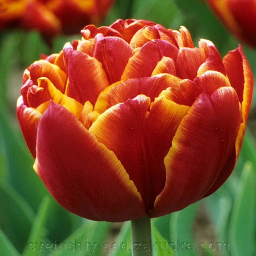 Тюльпан Алегретто 1 шт від компанії Квітучій сад у Великих Сорочинцях - фото 1