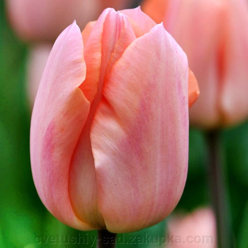 Тюльпан Апрікот Б'юті 1 шт від компанії Квітучій сад у Великих Сорочинцях - фото 1