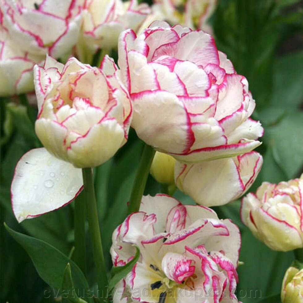 Тюльпан Беліція 1 шт від компанії Квітучій сад у Великих Сорочинцях - фото 1