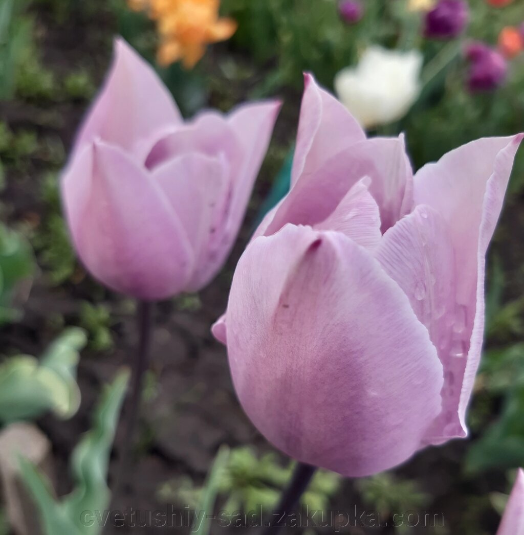 Тюльпан Блю Аймейбл 1шт від компанії Квітучій сад у Великих Сорочинцях - фото 1