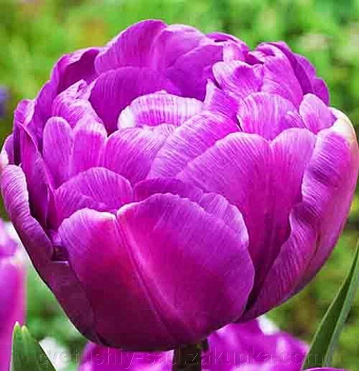 Тюльпан Блю Даймонд 1 шт від компанії Квітучій сад у Великих Сорочинцях - фото 1
