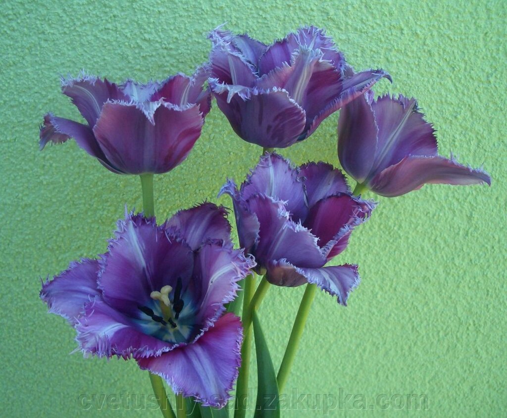Тюльпан Блю Херон 1 шт від компанії Квітучій сад у Великих Сорочинцях - фото 1