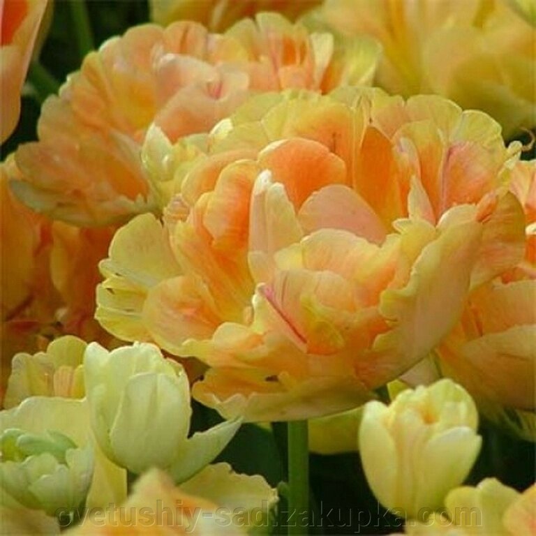 Тюльпан Чармінг Б'юті 1 шт від компанії Квітучій сад у Великих Сорочинцях - фото 1