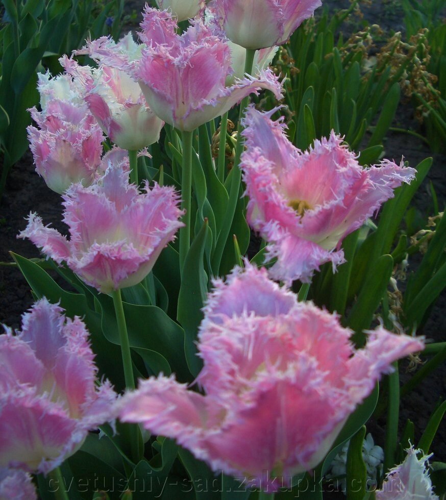 Тюльпан Фенсі Фріллз 1 шт велика від компанії Квітучій сад у Великих Сорочинцях - фото 1